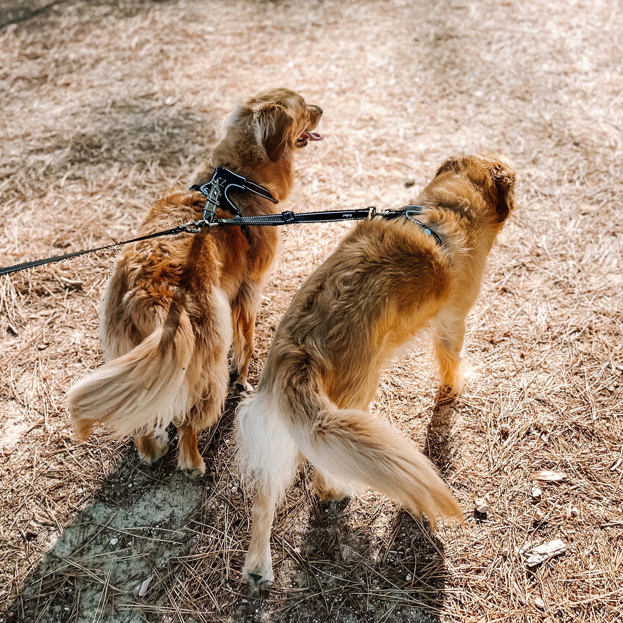 SPLIT LEAD