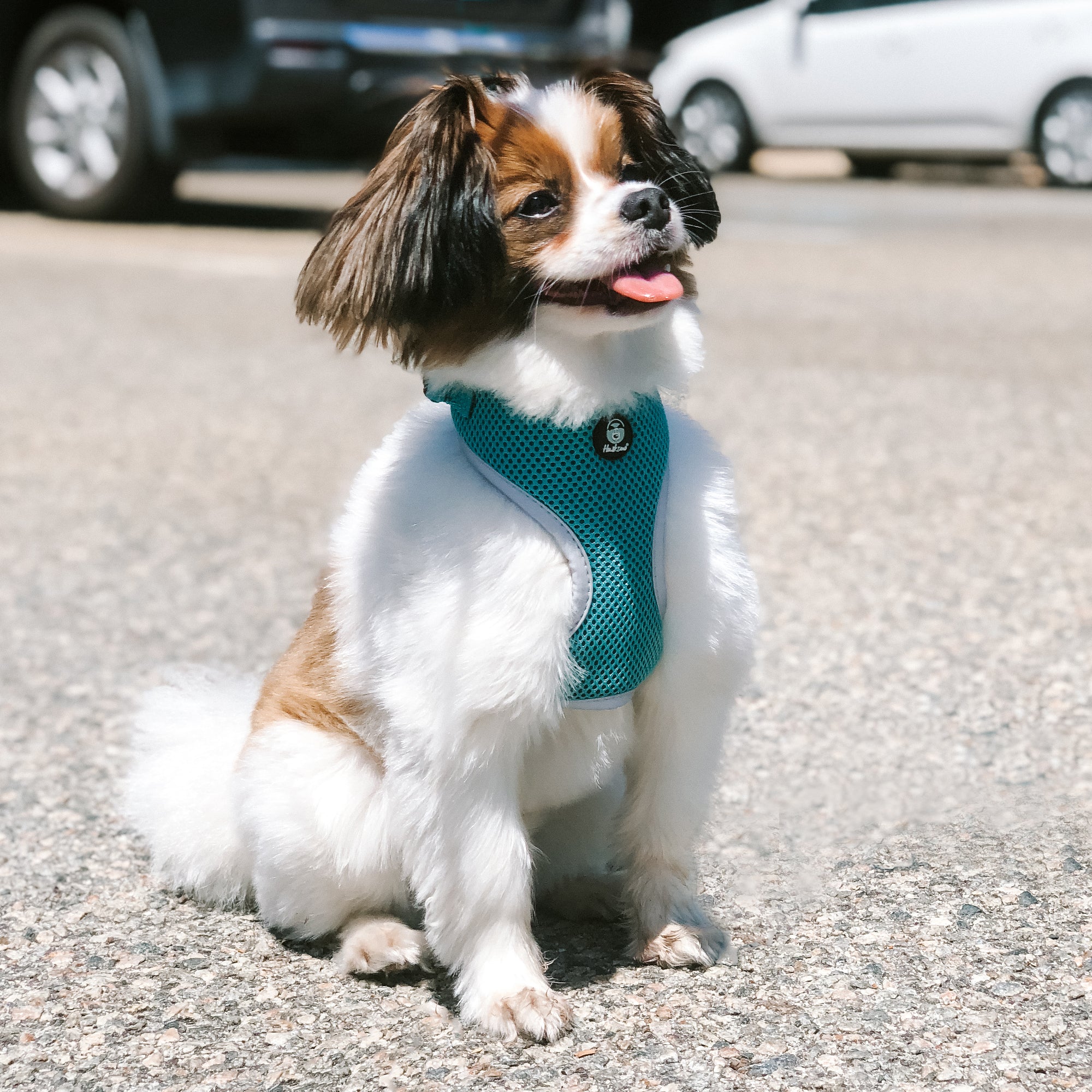 EASYFIT HARNESS