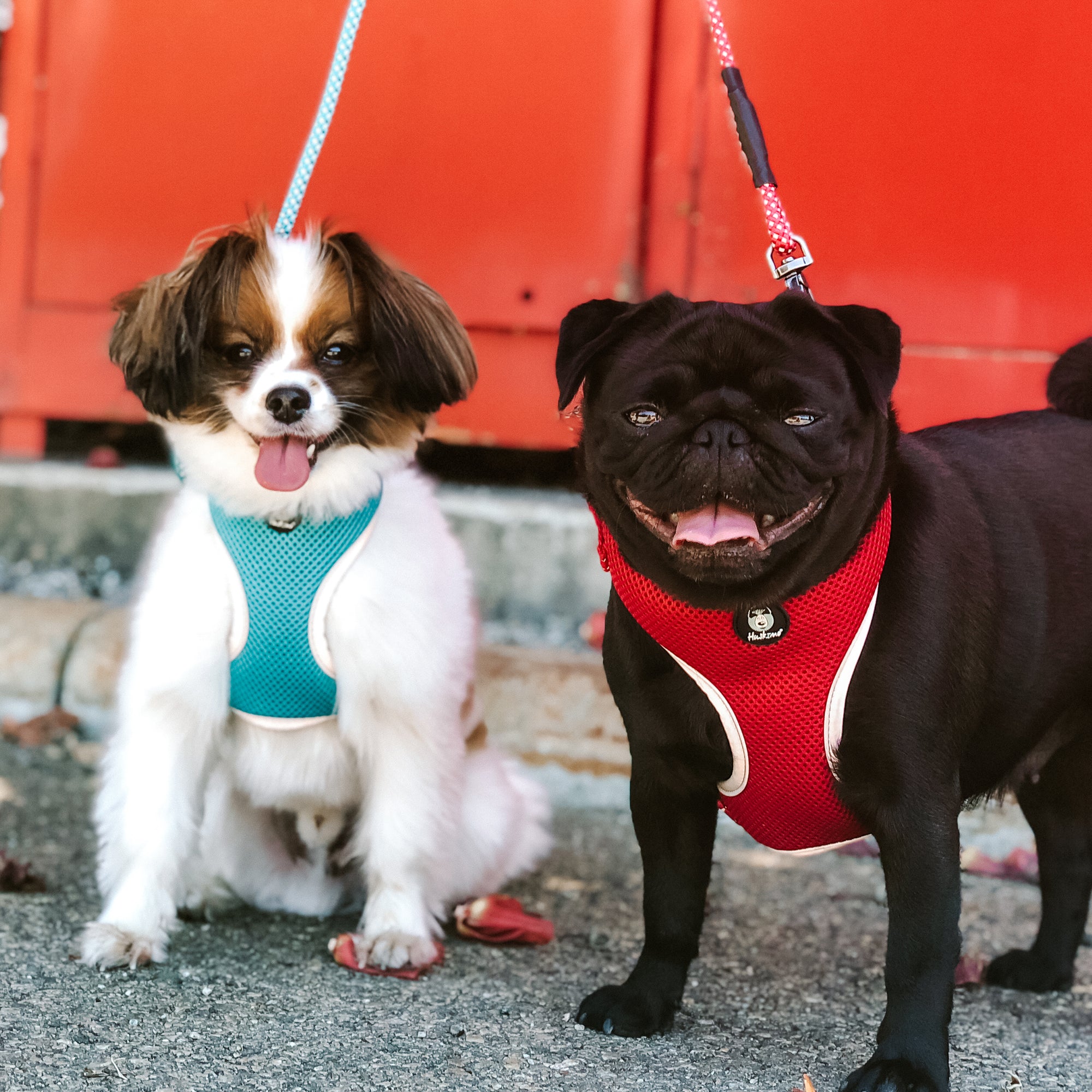 EASYFIT HARNESS