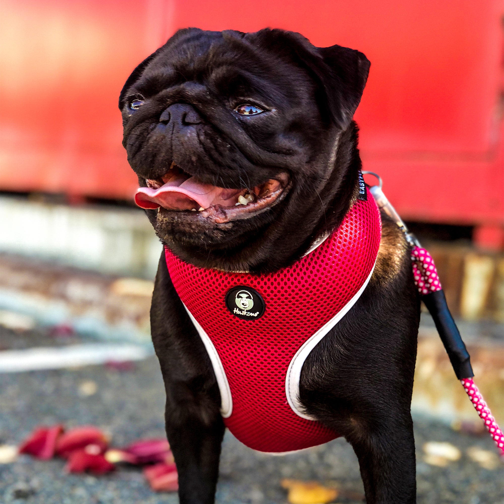 EASYFIT HARNESS