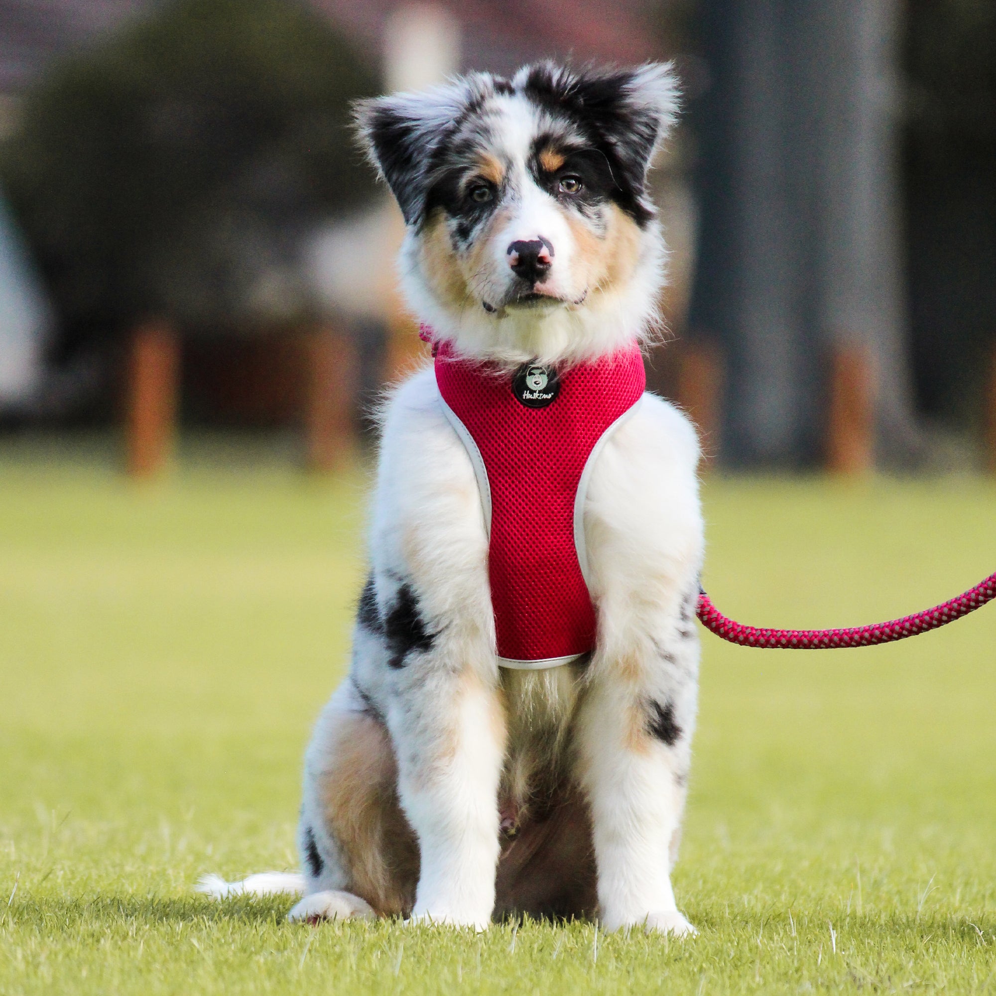 EASYFIT HARNESS