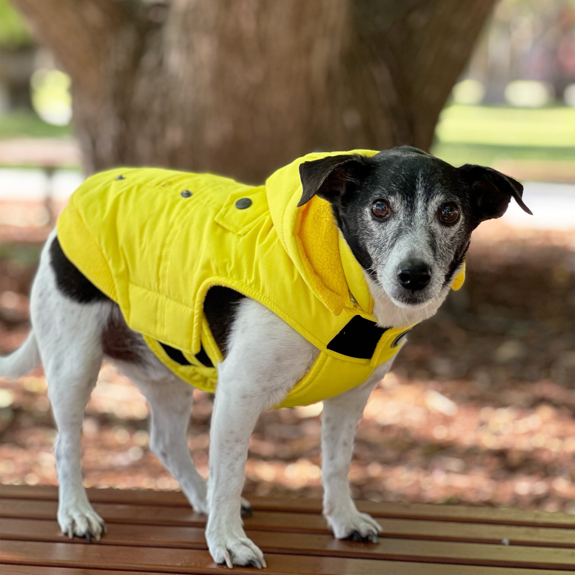 MT BULLER COAT