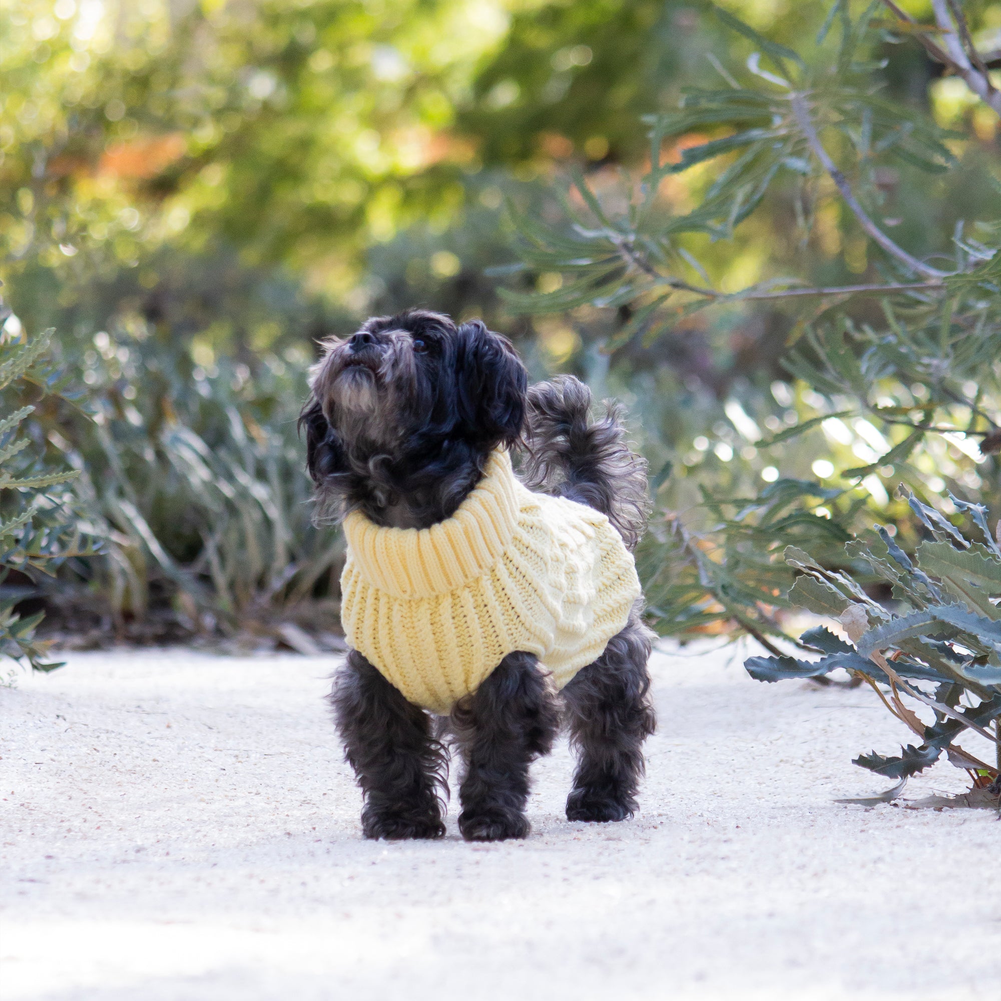 CALI KNIT JUMPER