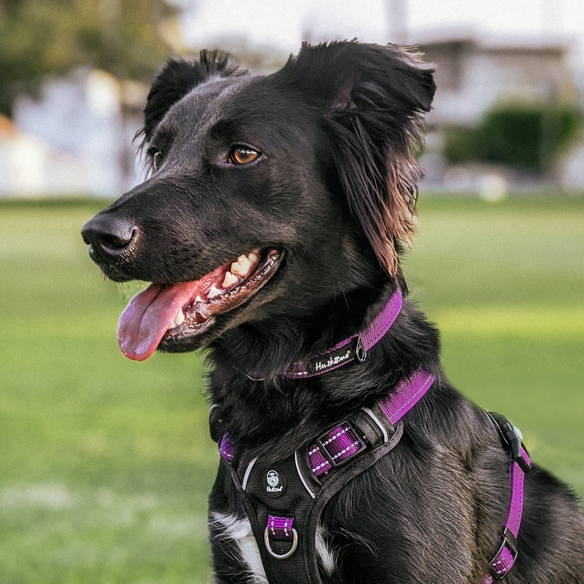 TREKPRO COLLAR