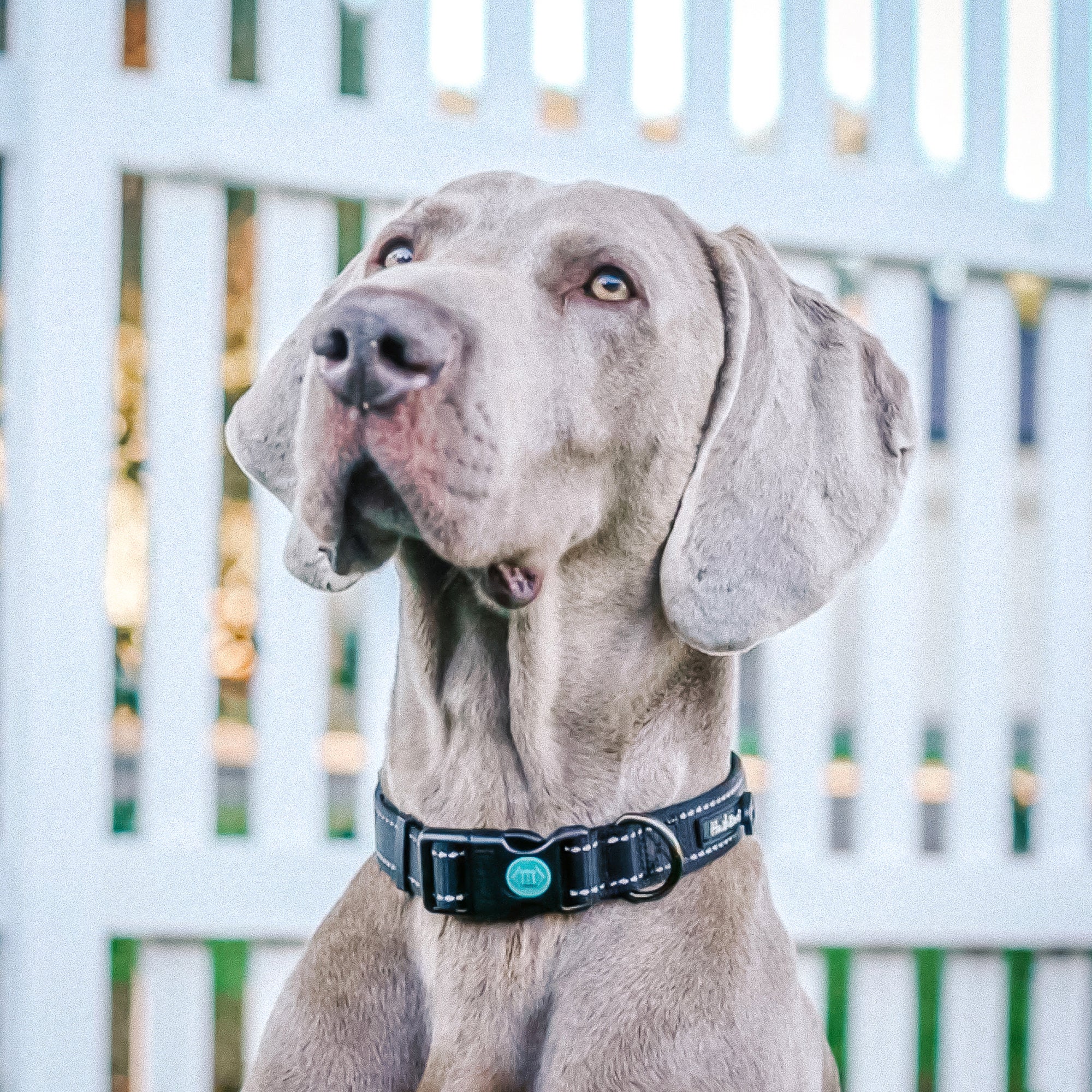 TREKPRO COLLAR