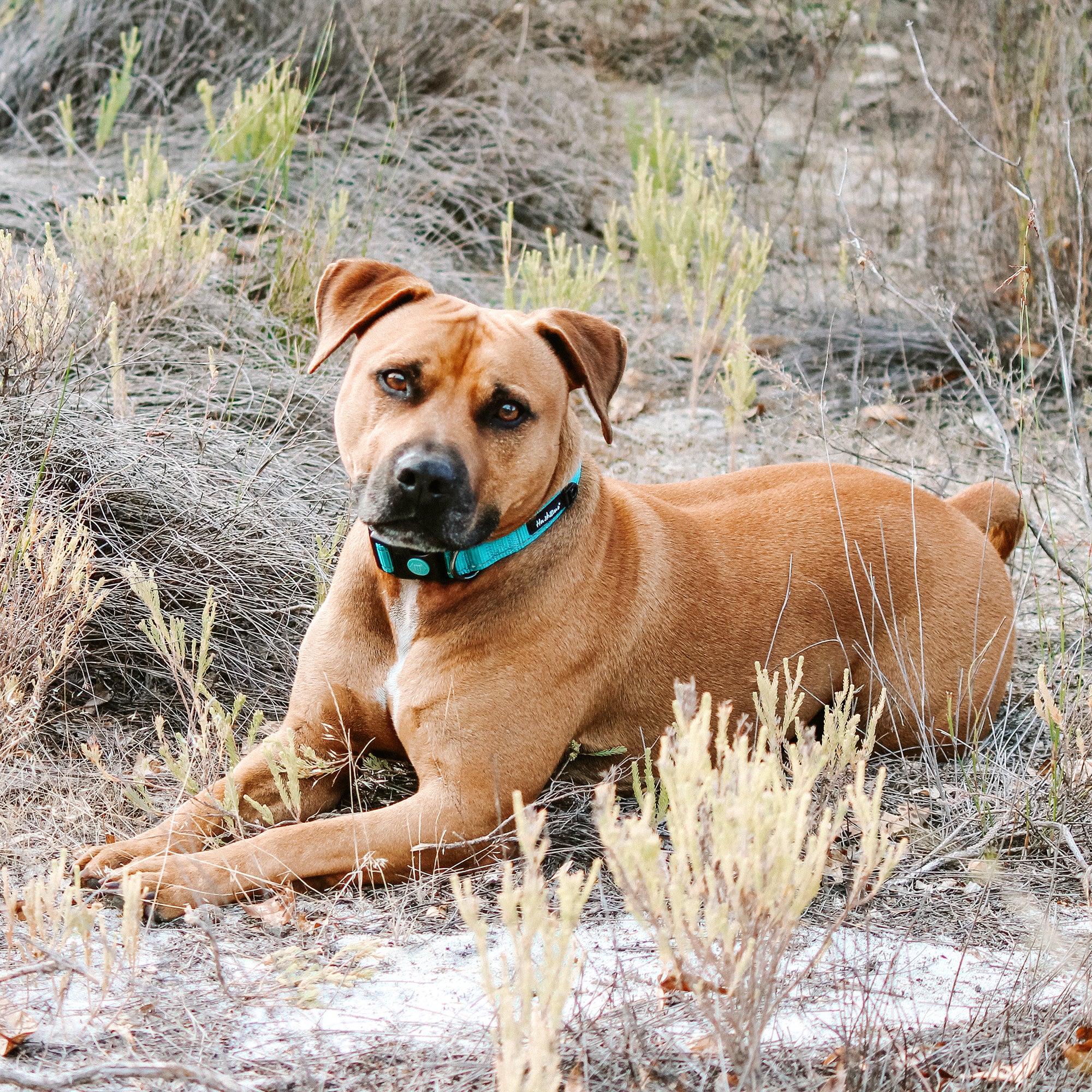 TREKPRO COLLAR