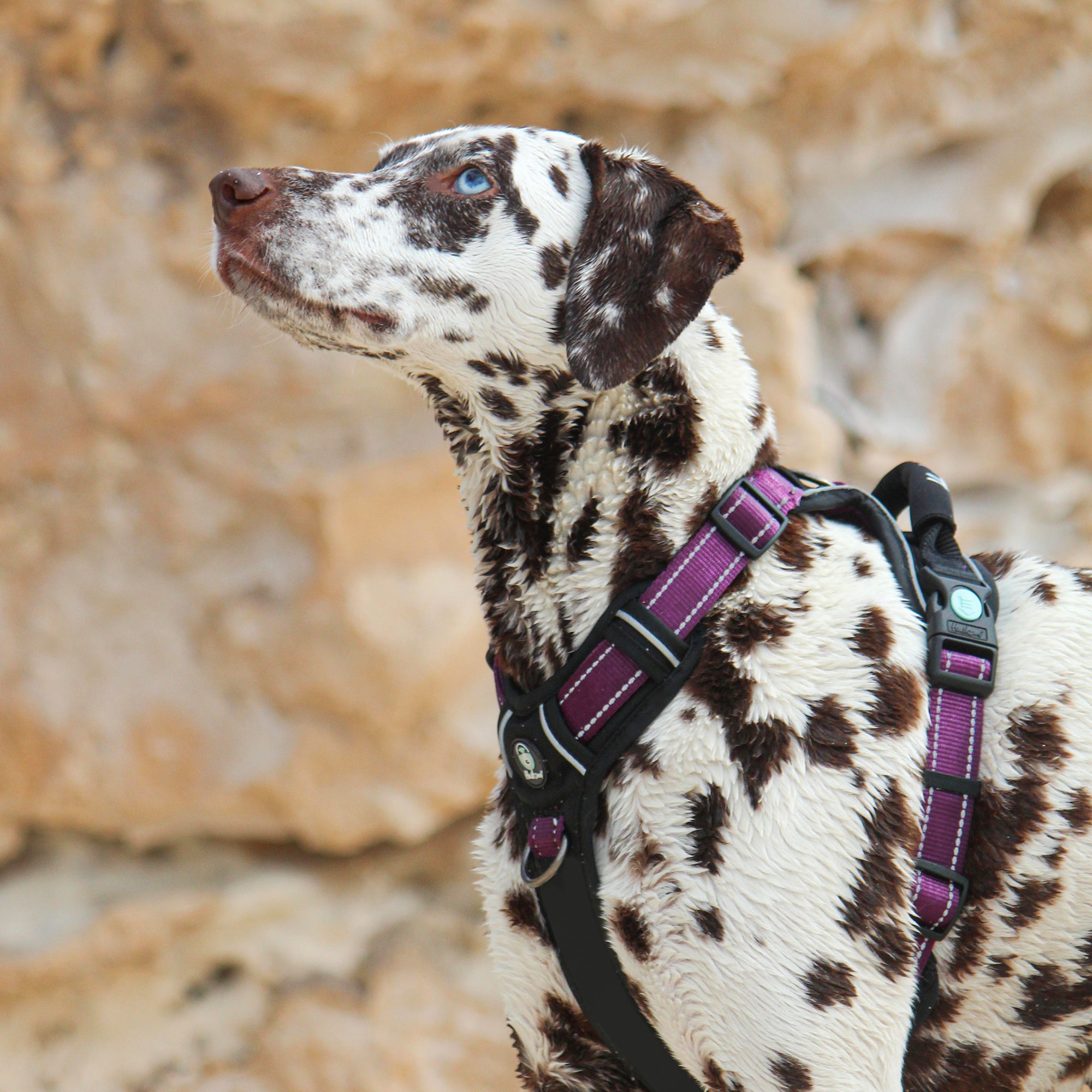 ULTIMATE HARNESS