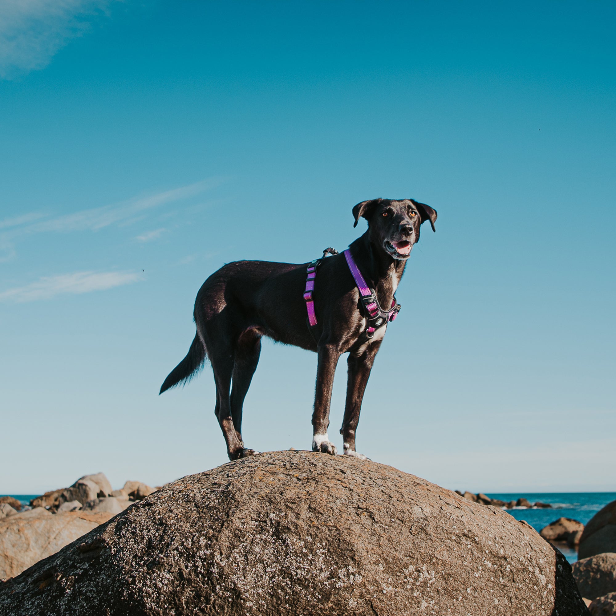 ULTIMATE HARNESS