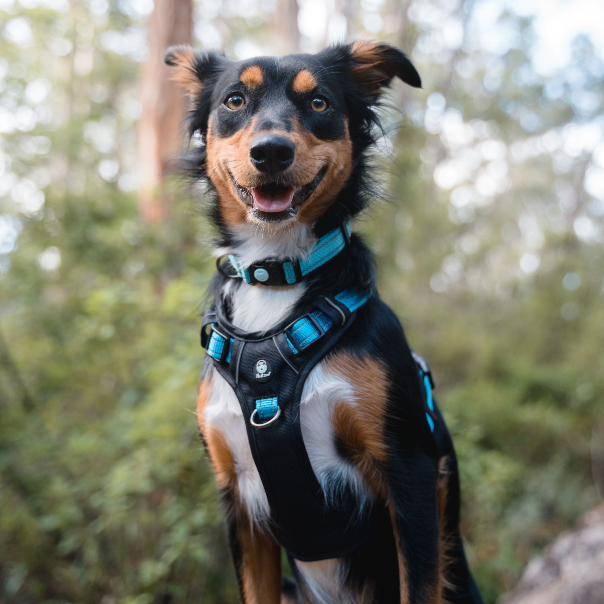 ULTIMATE HARNESS