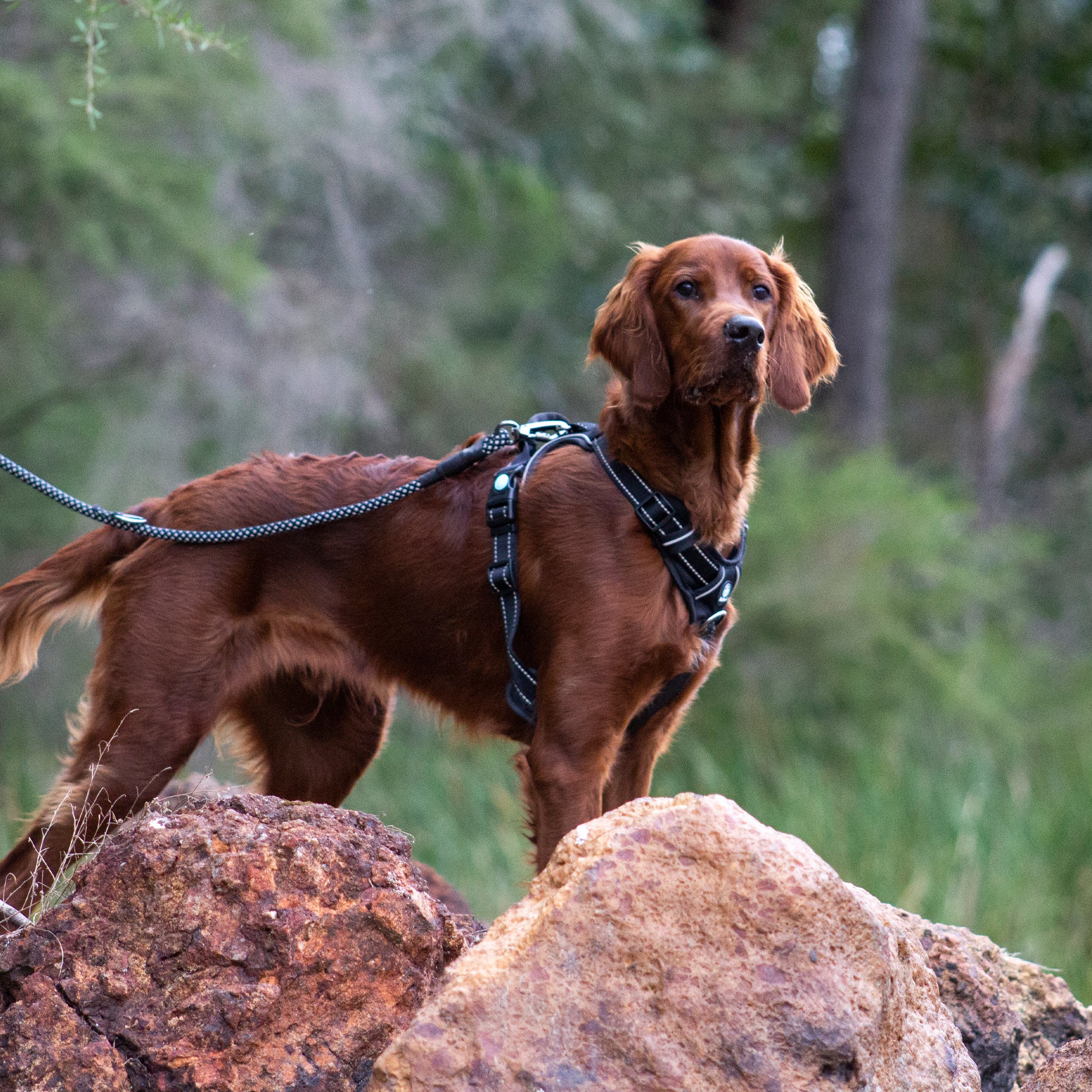 ULTIMATE HARNESS
