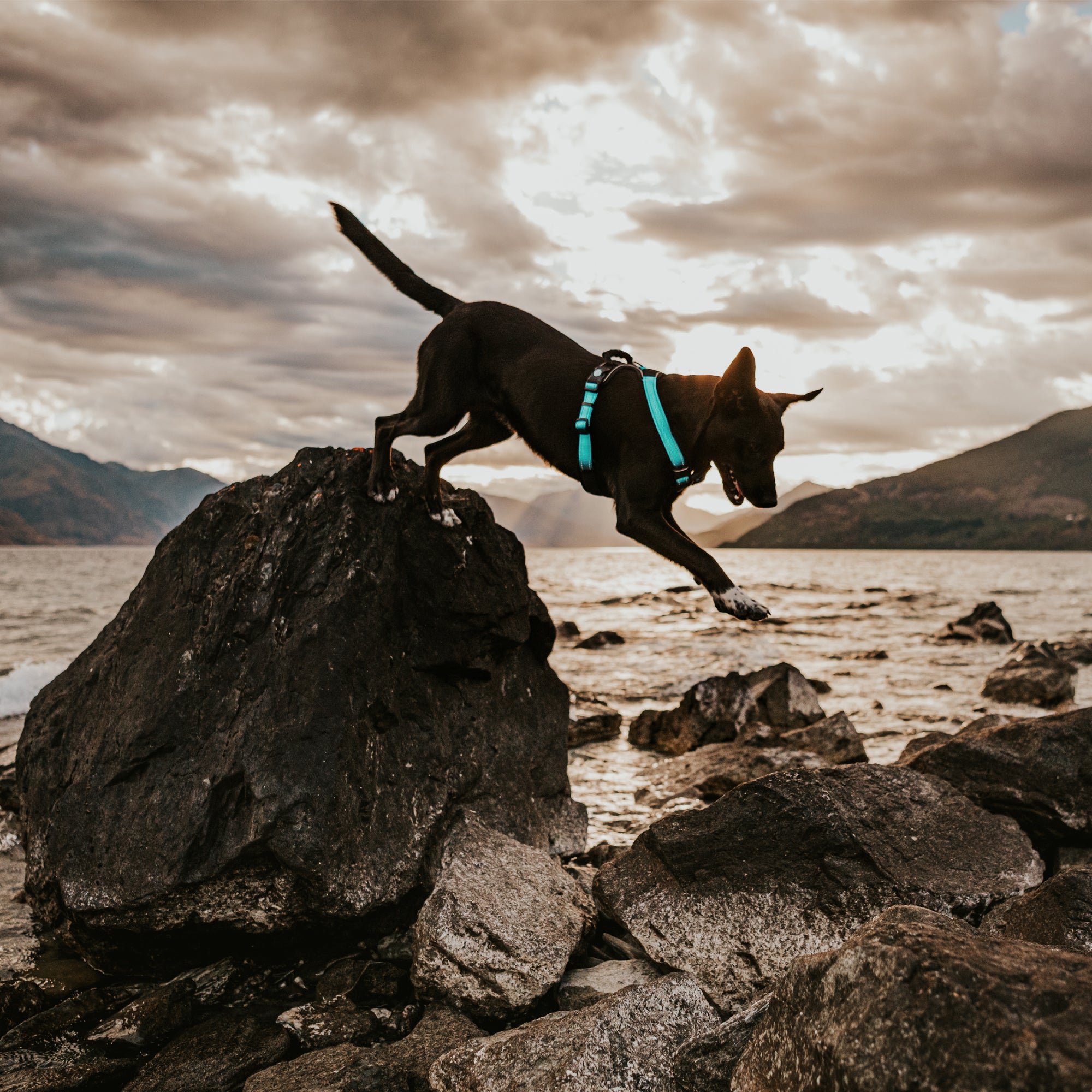 ULTIMATE HARNESS