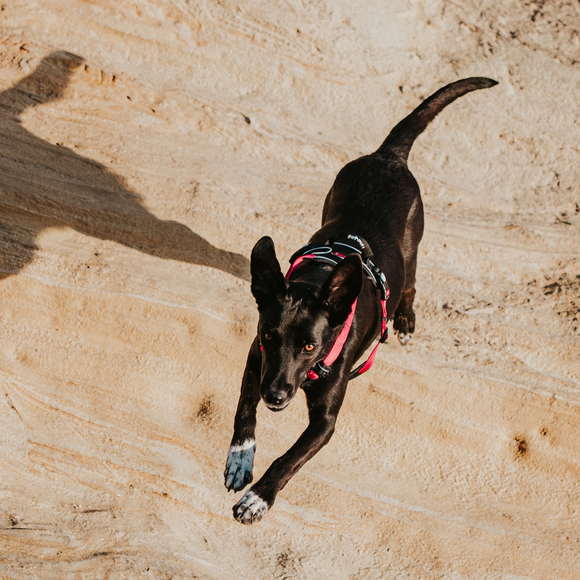 ULTIMATE HARNESS
