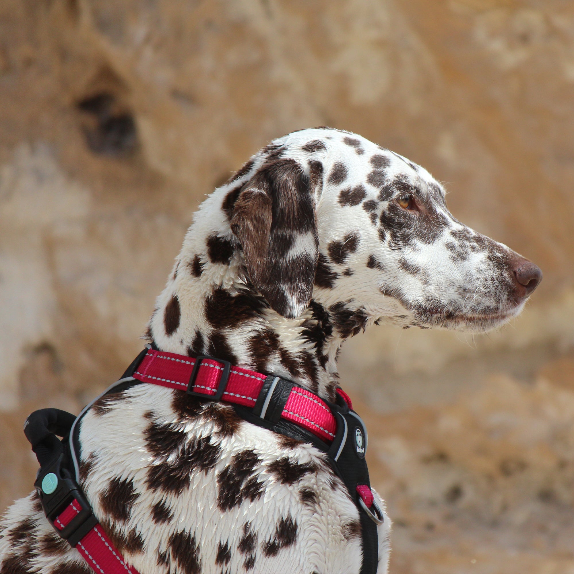 ULTIMATE HARNESS