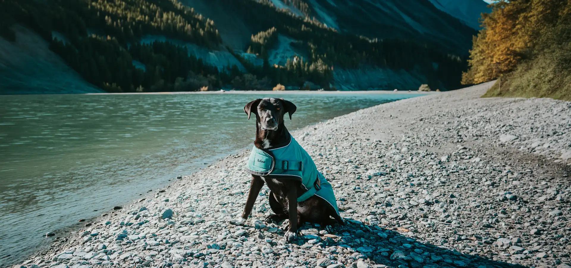 Dog Apparel