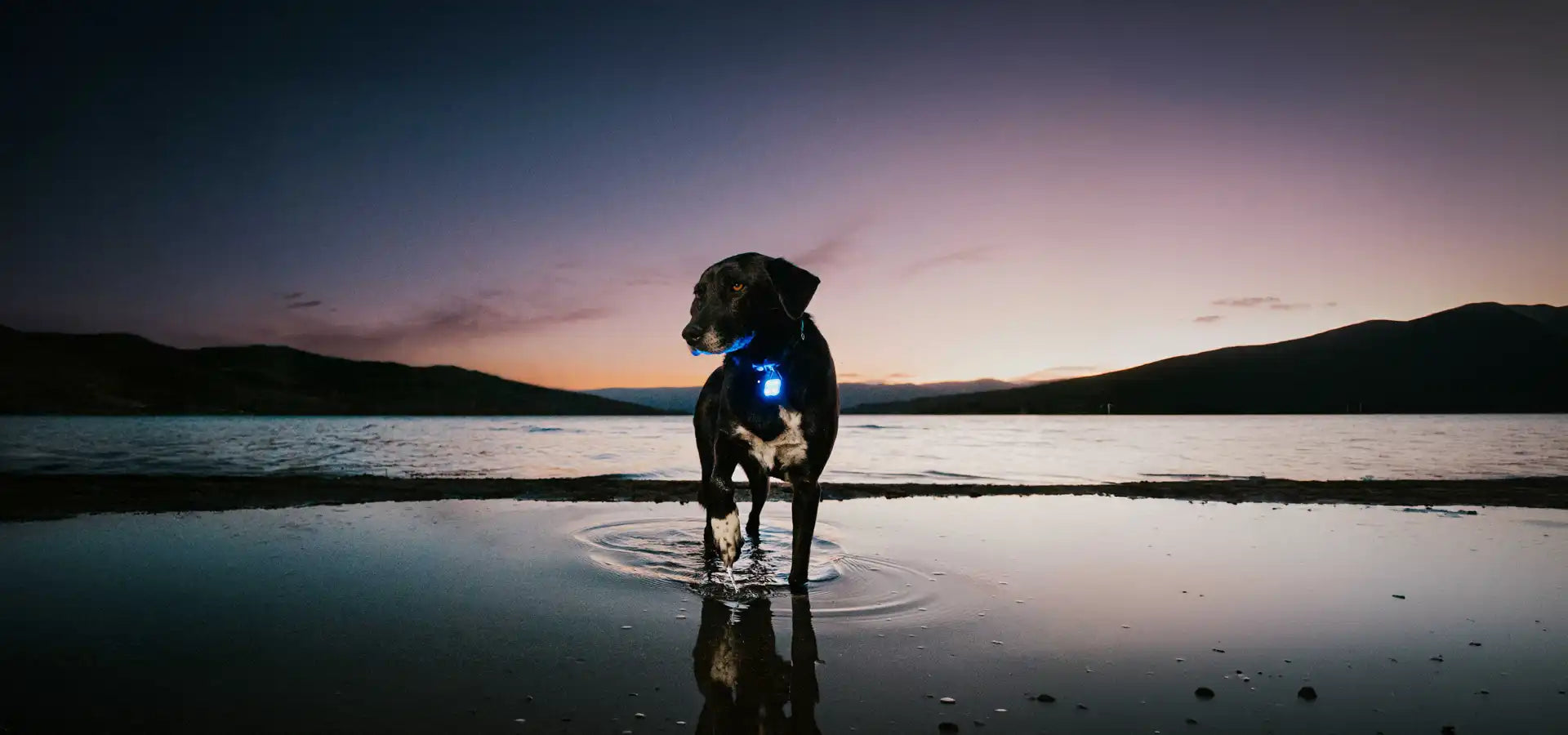 Dog walking at night with Huskimo Luminasafe LED dog training light