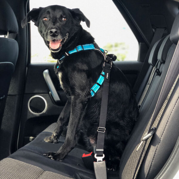 SEATBELT RESTRAINT