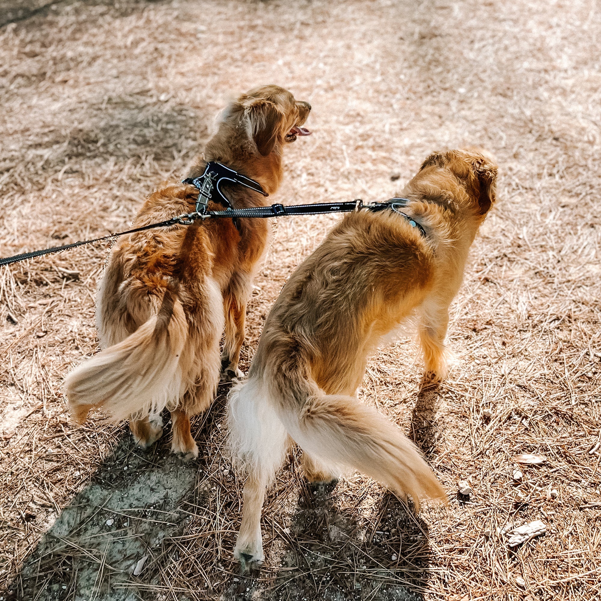SPLIT LEAD