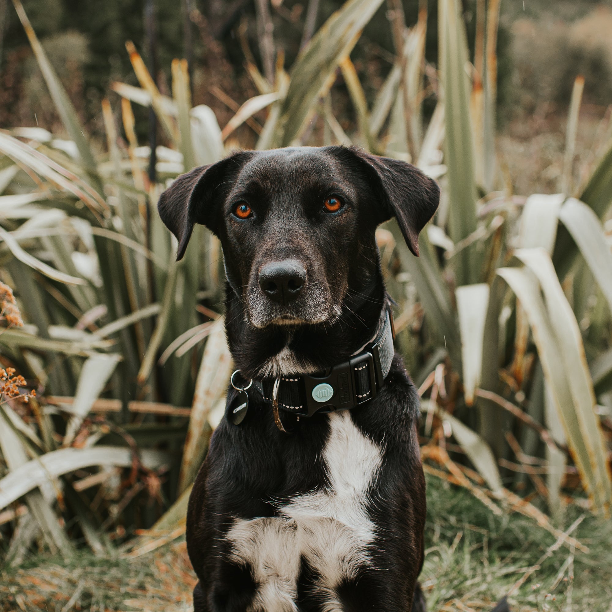 X360 COLLAR