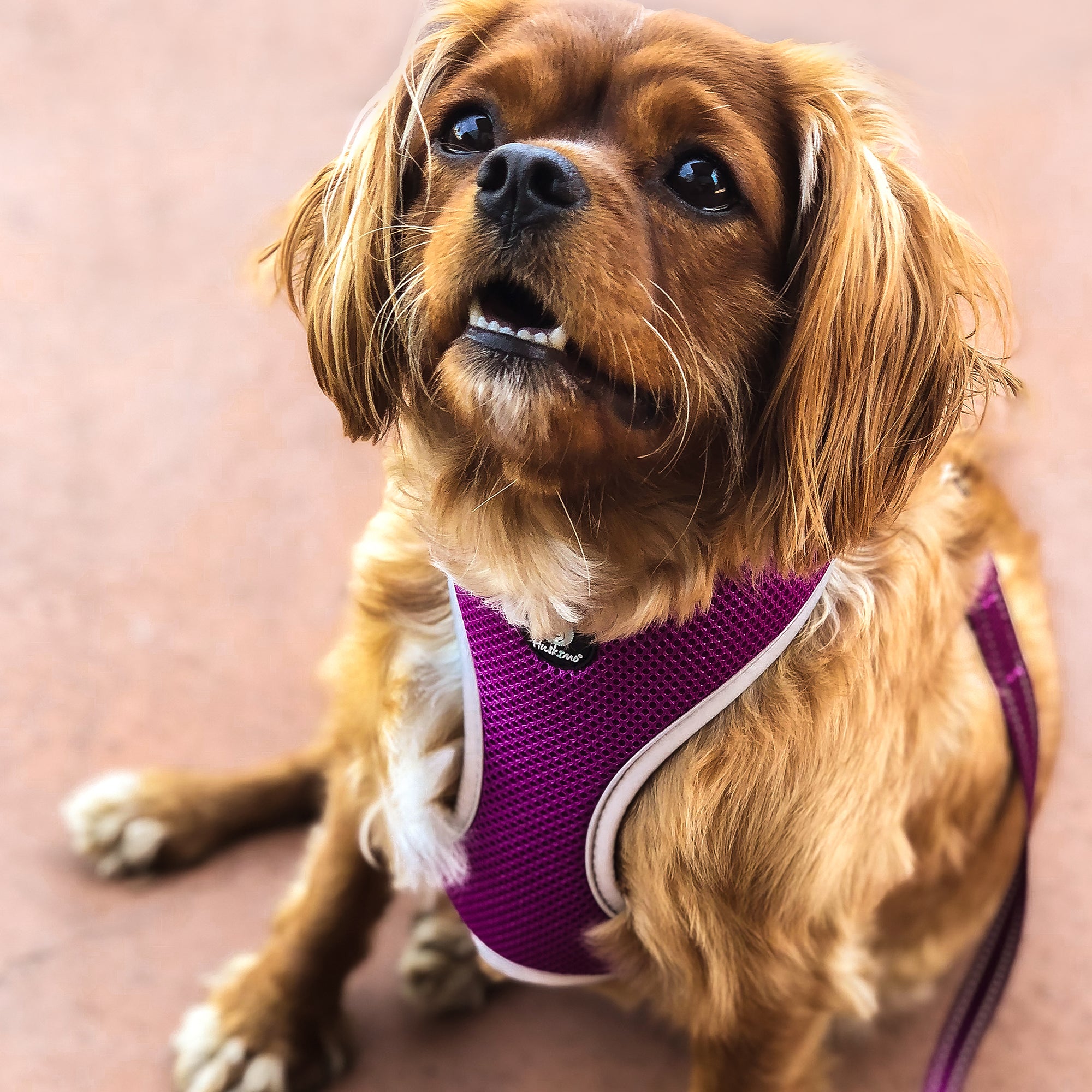 EASYFIT HARNESS