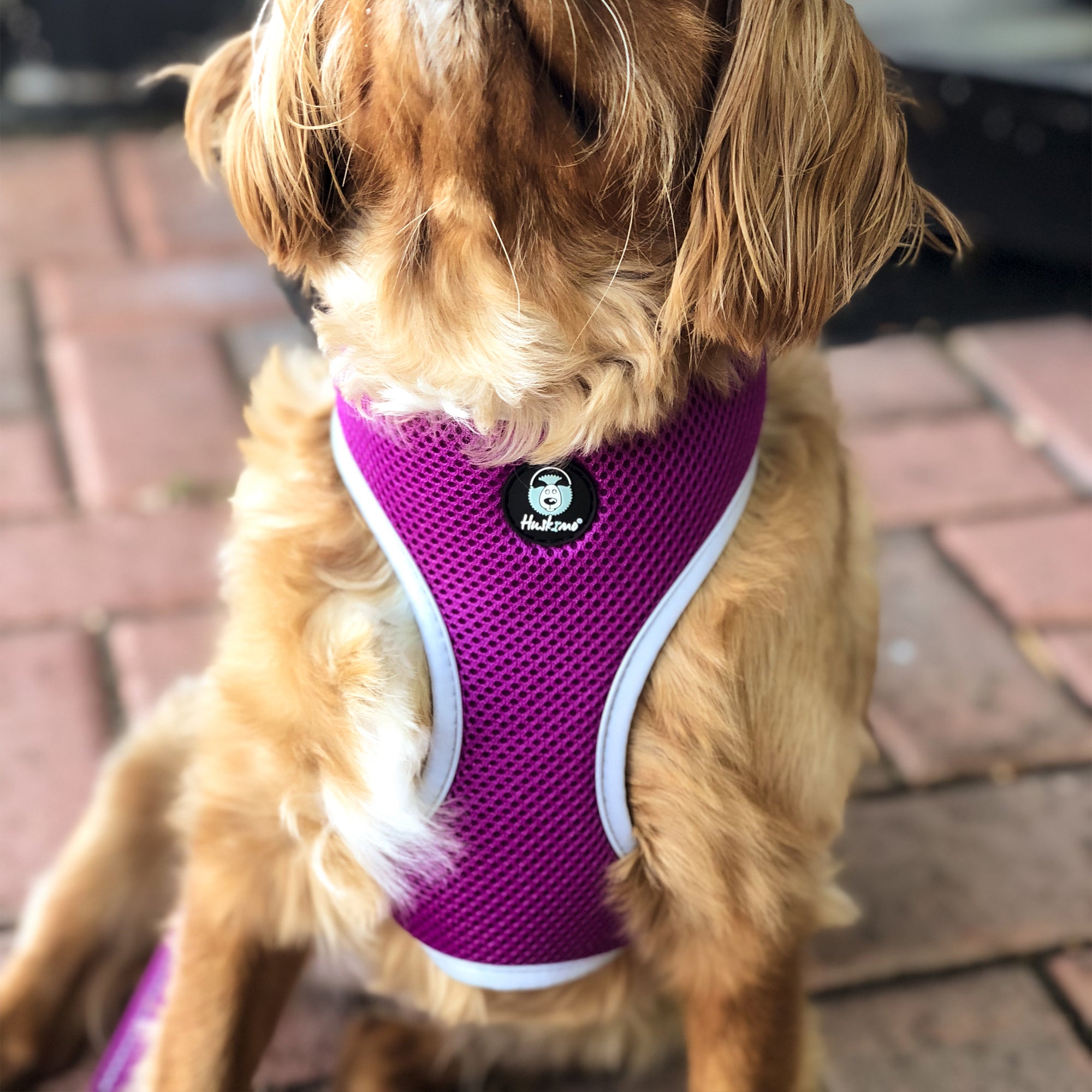 EASYFIT HARNESS