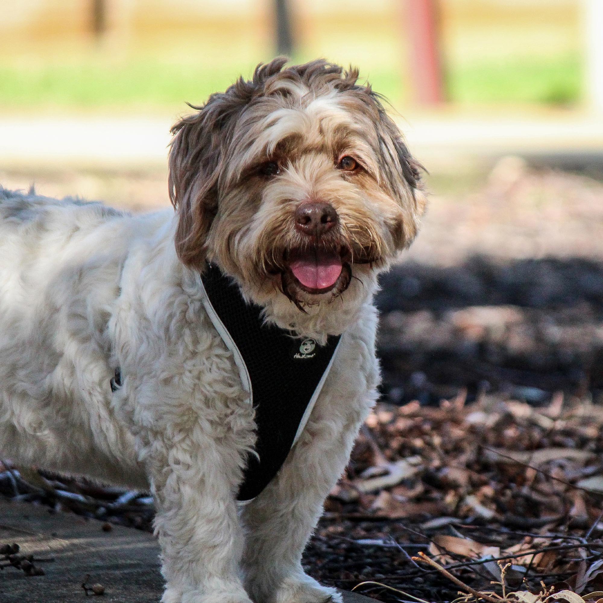 EASYFIT HARNESS