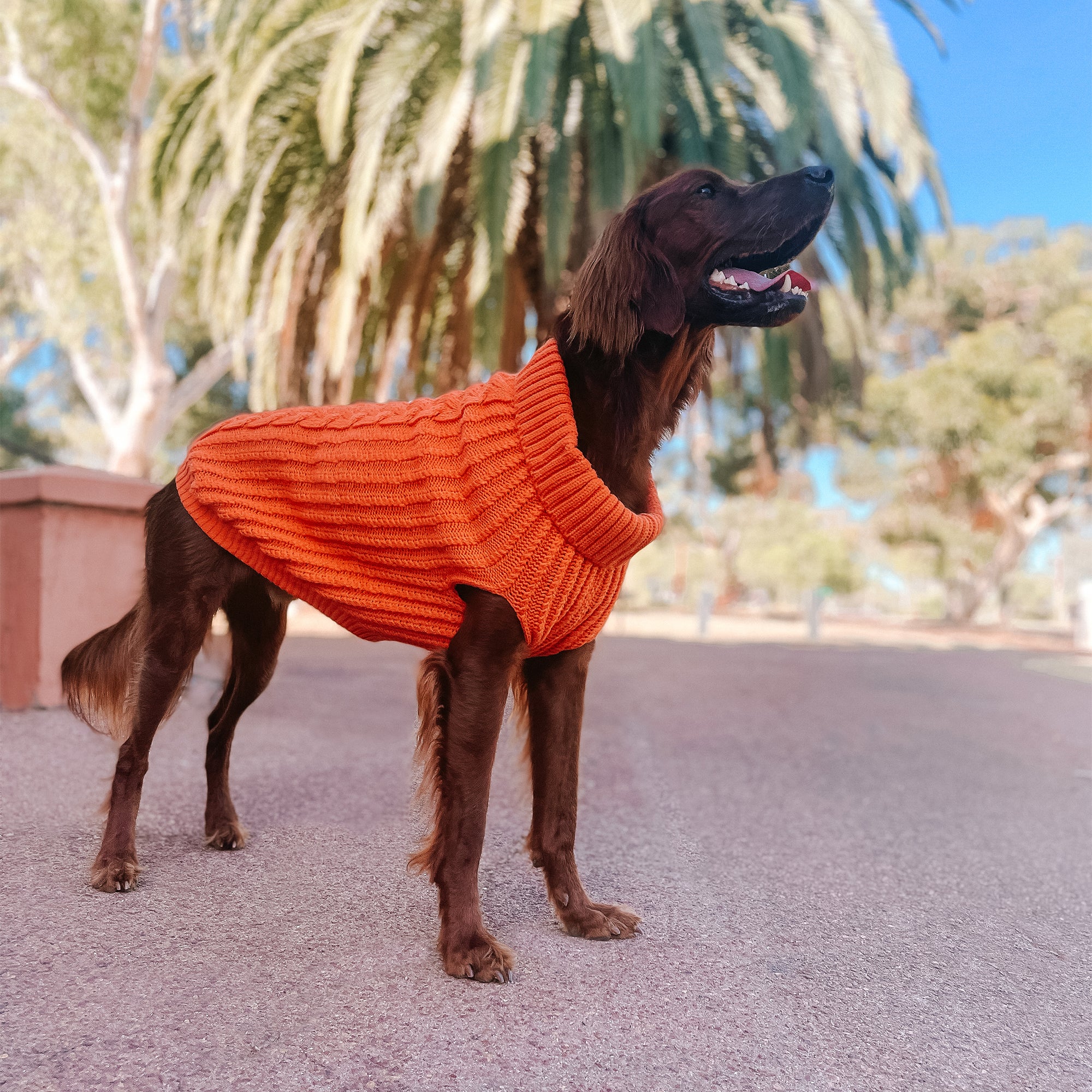 CALI KNIT JUMPER