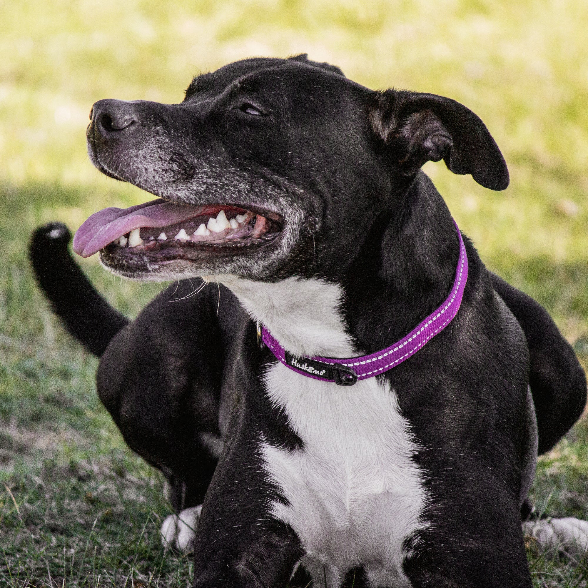 TREKPRO COLLAR