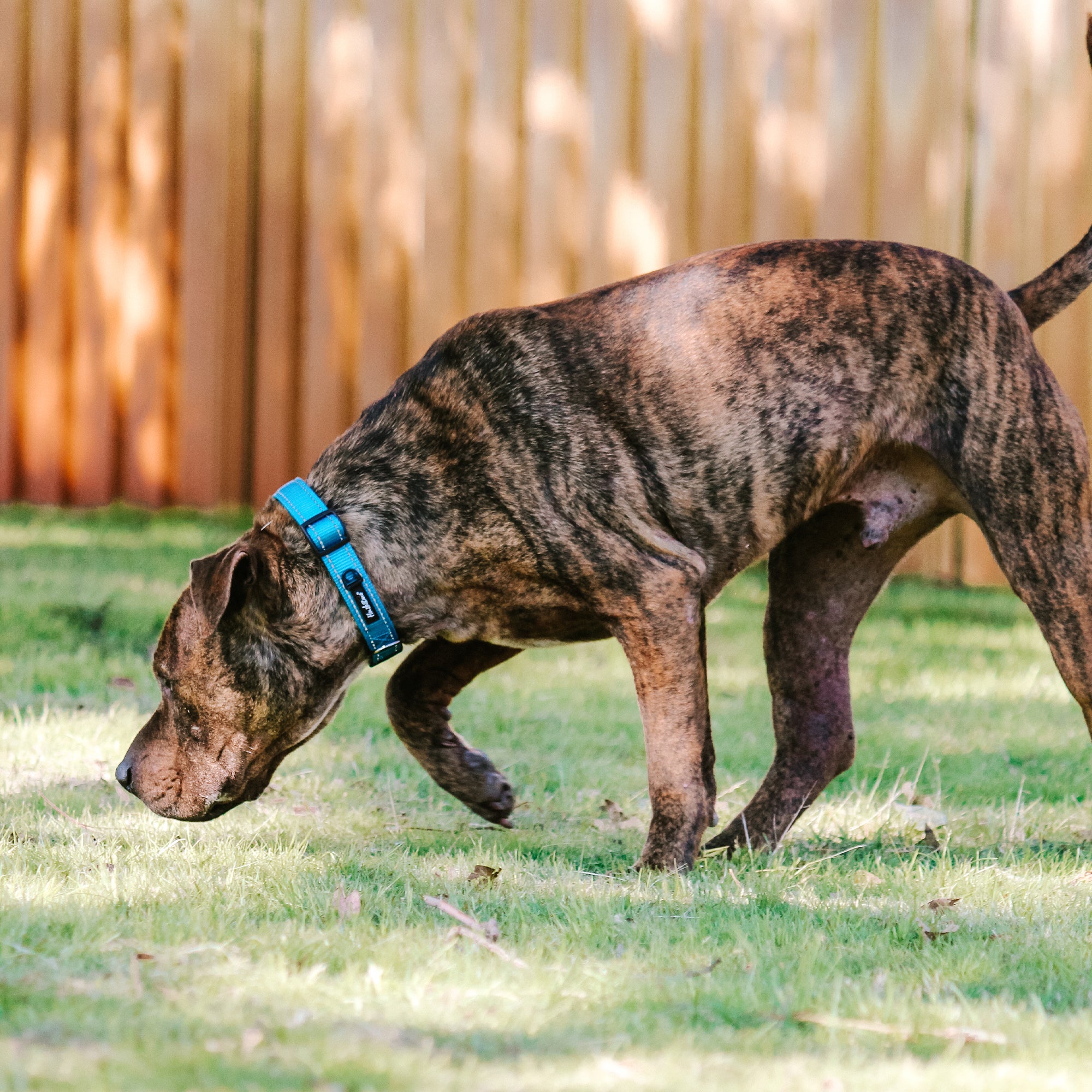 TREKPRO COLLAR
