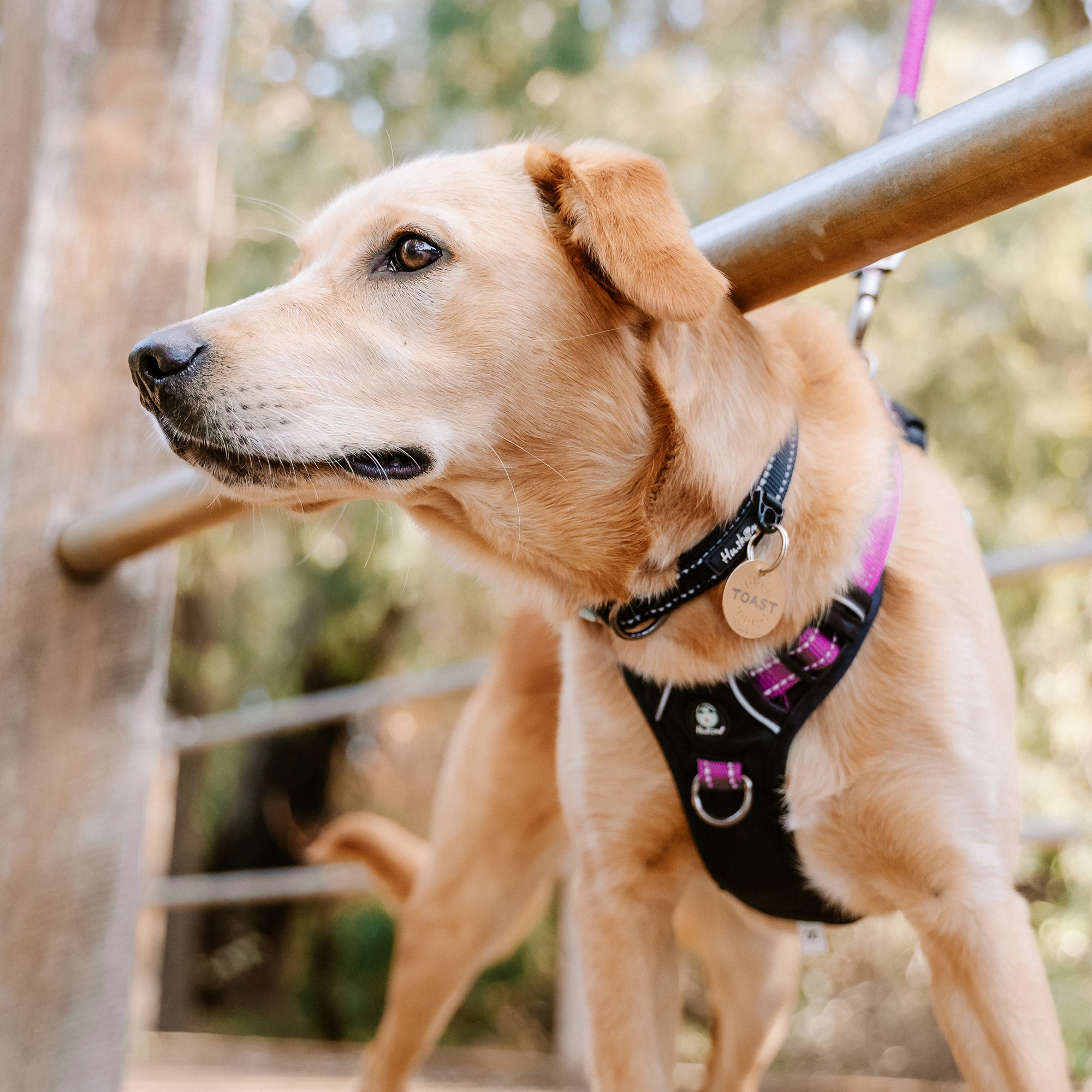 TREKPRO COLLAR