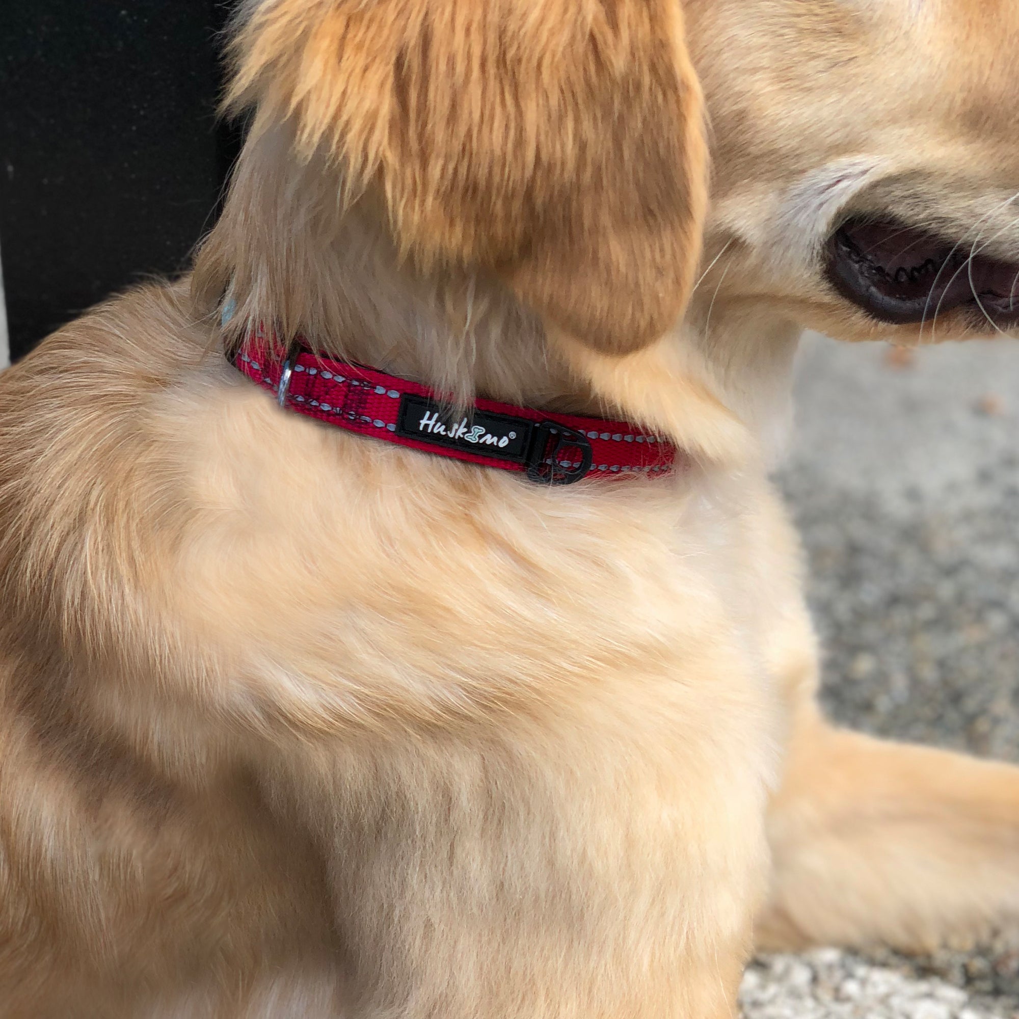 TREKPRO COLLAR
