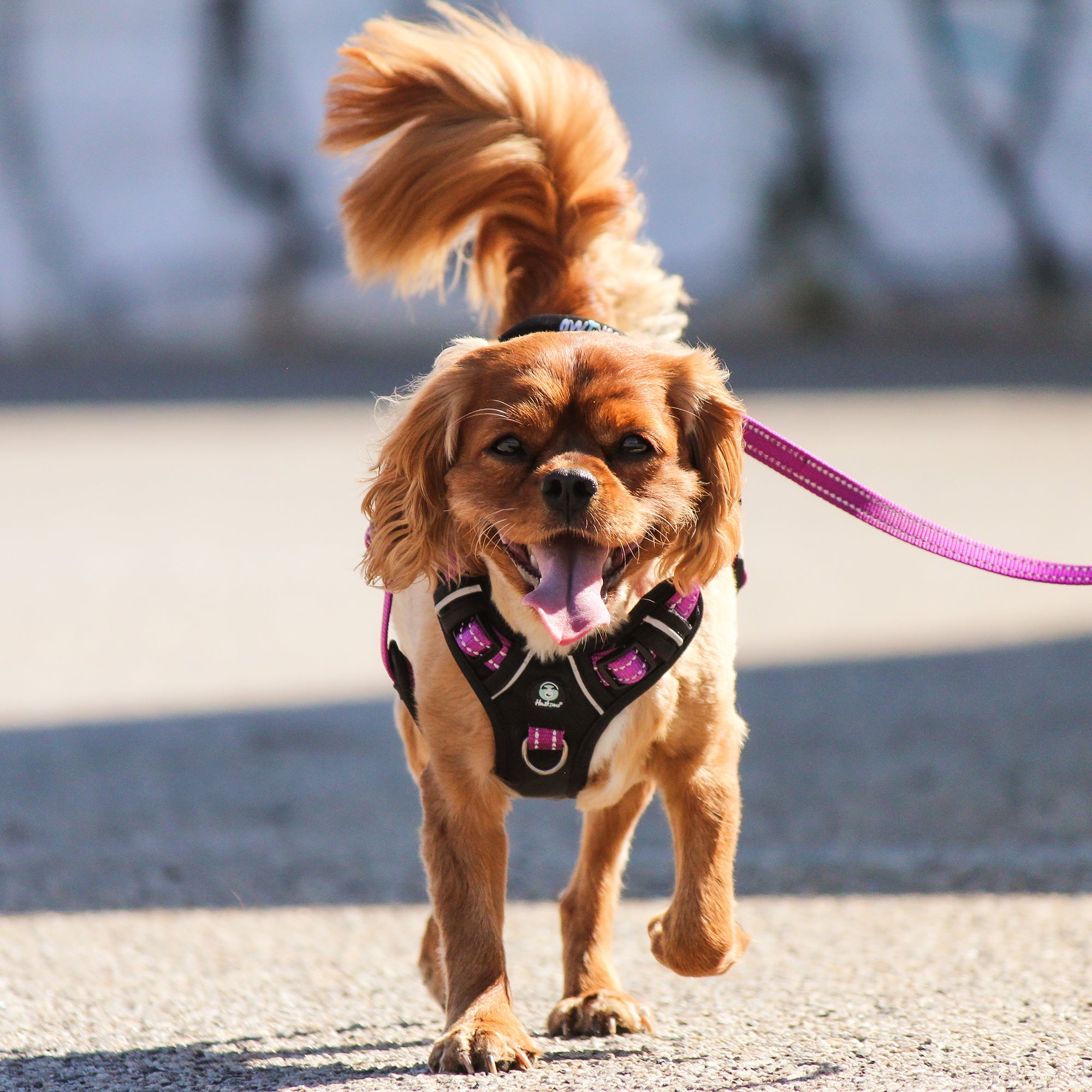 ULTIMATE HARNESS