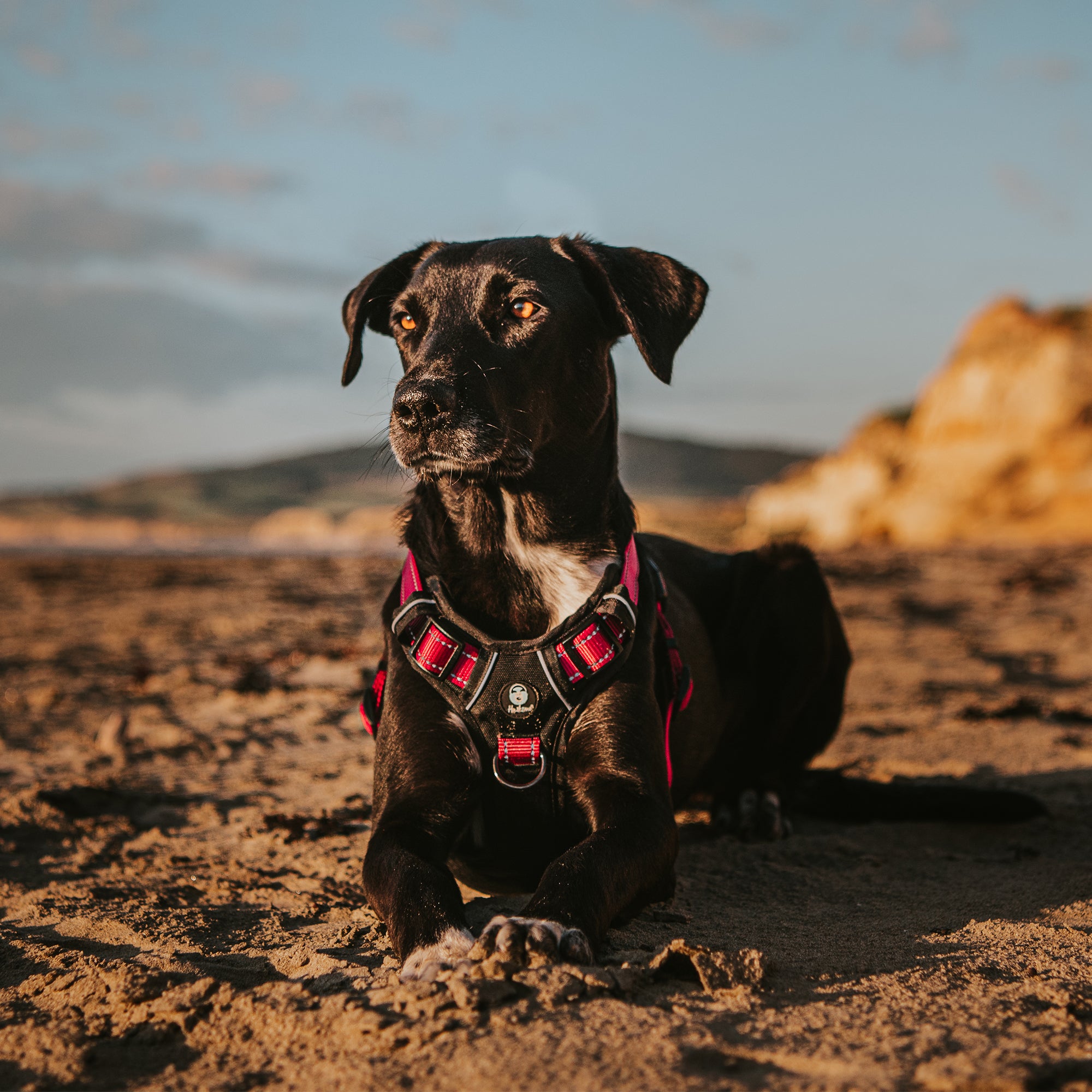 ULTIMATE HARNESS